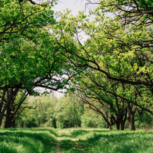 groen bos met looppad