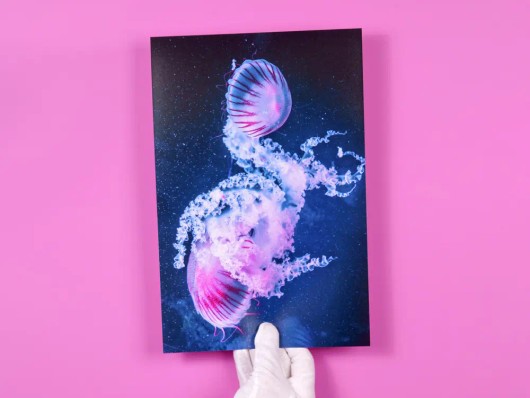 Fotoafdruk op grootformaat poster met roze kwal
