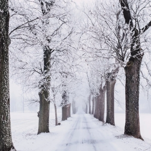 sneeuwfoto-winterfoto-perfect-wit