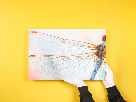 Foto insect als Fine Art print op polystyreen aan de muur