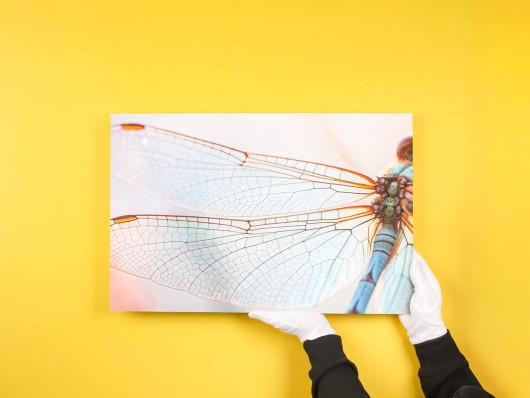 Foto insect als Fine Art print op polystyreen aan de muur