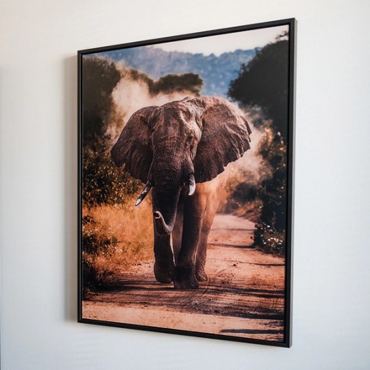 Photo of an elephant behind Plexiglas