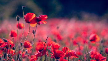 foto-bloemen-foto's-afdrukken