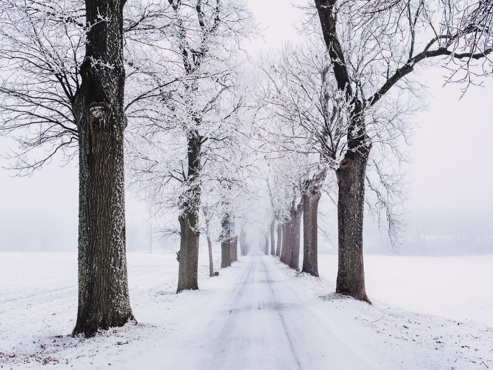 sneeuwfoto-winterfoto-perfect-wit