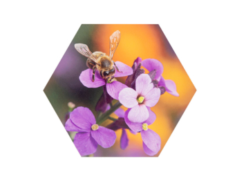 Hexagon dibond | Profotonet