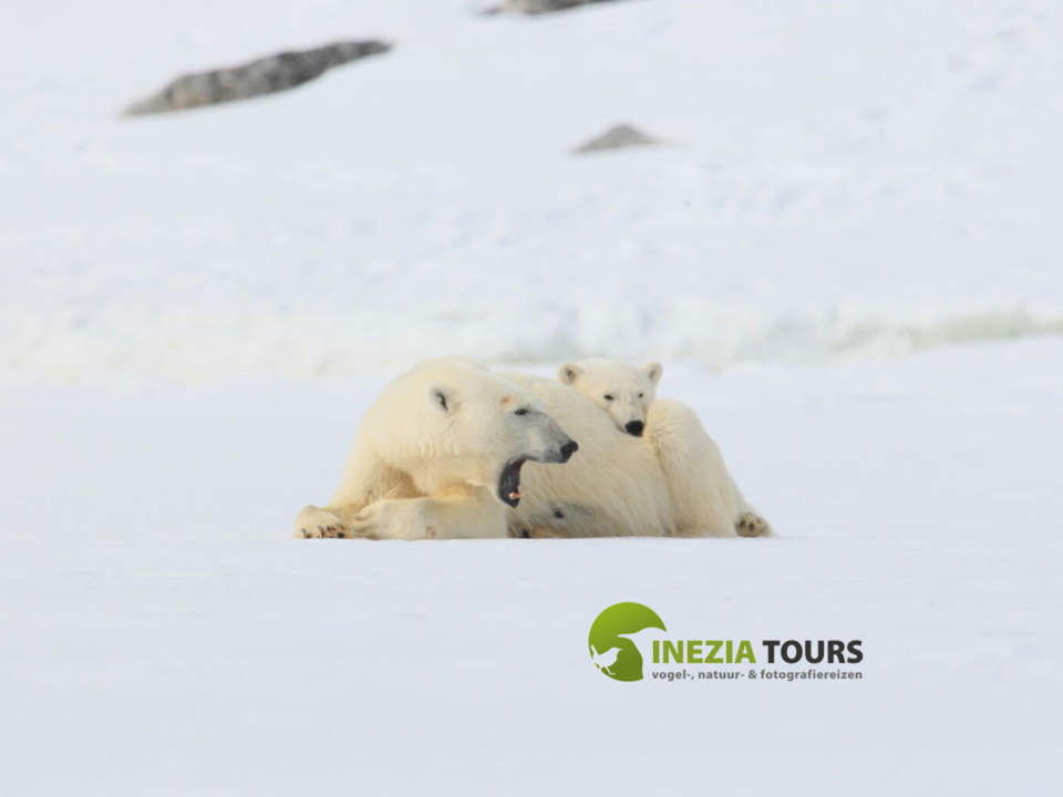 Polar-bear-inezia