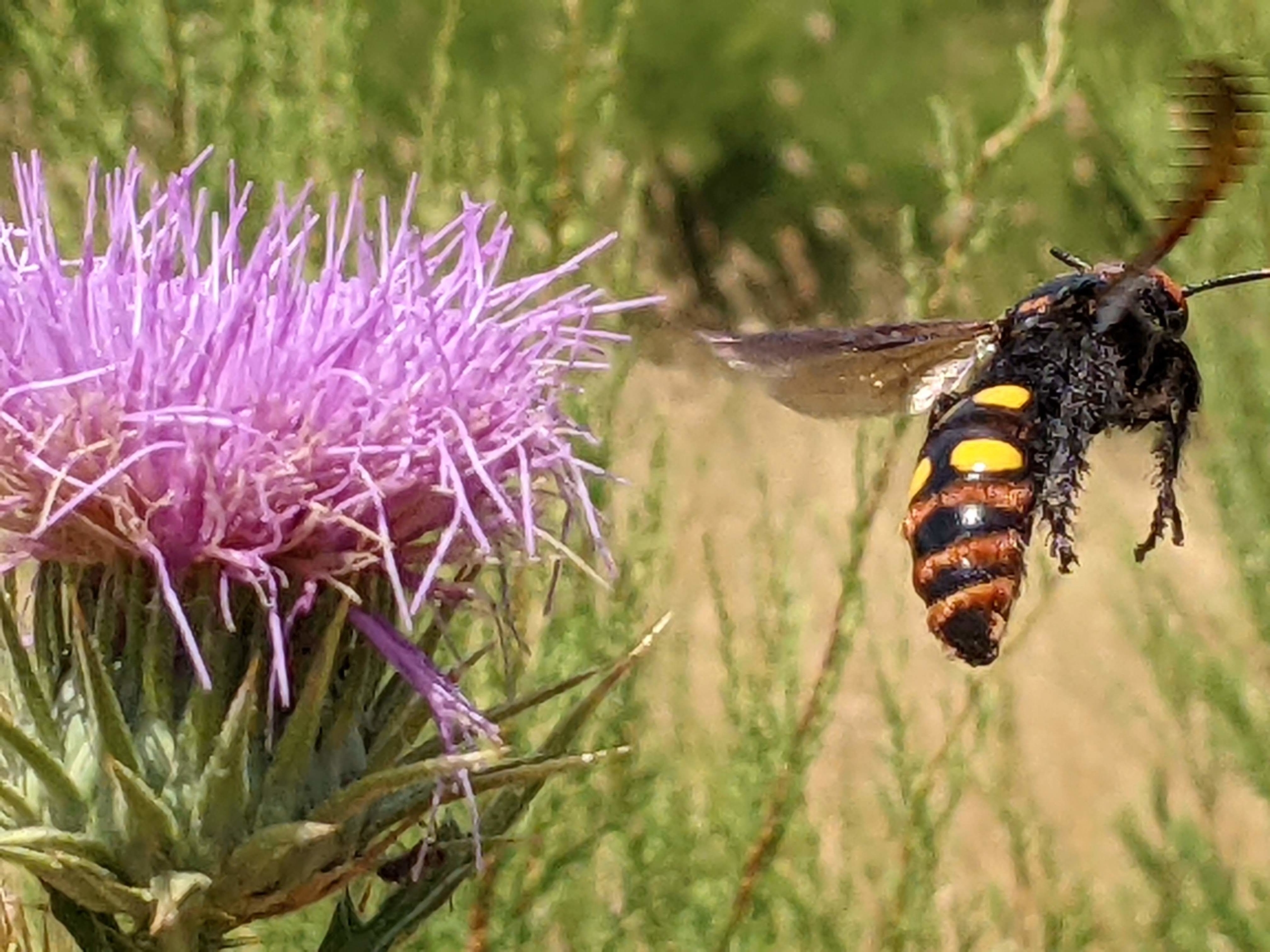 Liesbeth Munters – Bulgarije – Reuzendolkwesp